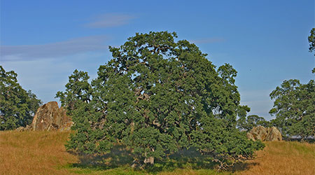 The foot hills