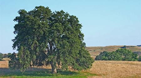 The foot hills