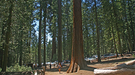 Mariposa Grove