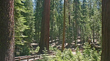 Mariposa Grove