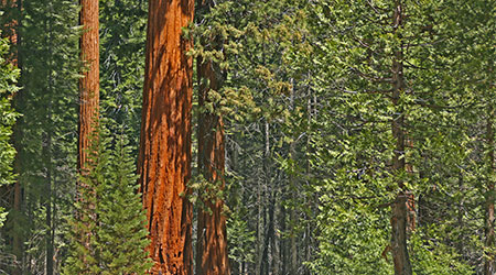 Mariposa Grove