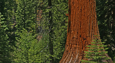 Mariposa Grove