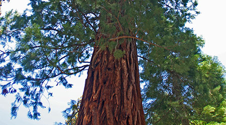 Mariposa Grove