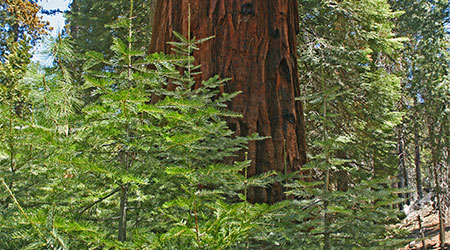 Mariposa Grove