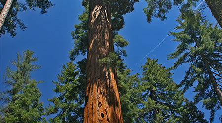 Mariposa Grove