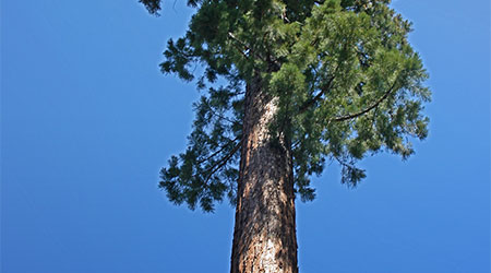 Mariposa Grove