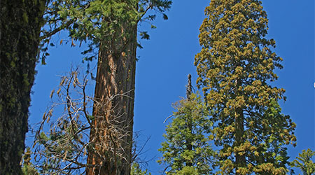 Mariposa Grove