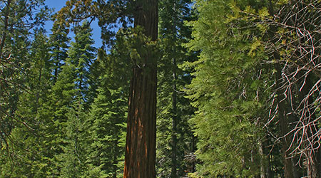 Mariposa Grove