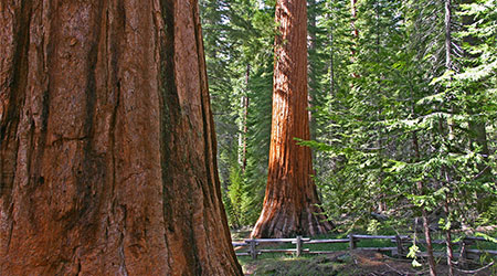 Mariposa Grove