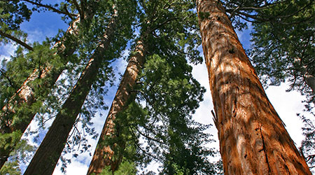 Mariposa Grove