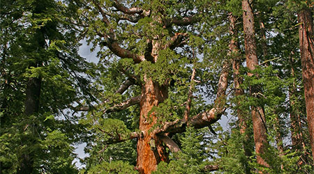 Mariposa Grove