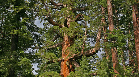 Mariposa Grove