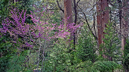 Spring in Yosemite