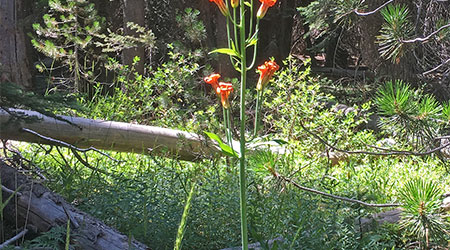 Spring in Yosemite