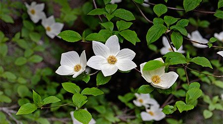 Spring in Yosemite